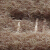 北欧シンプレス日本式ザカリー滑り止めマット-紫花80*120 cm